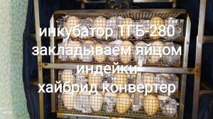 #Инкубатор #ТГБ 280 закладываем яйцо индейки Хайбрид Конвертер (Канада)