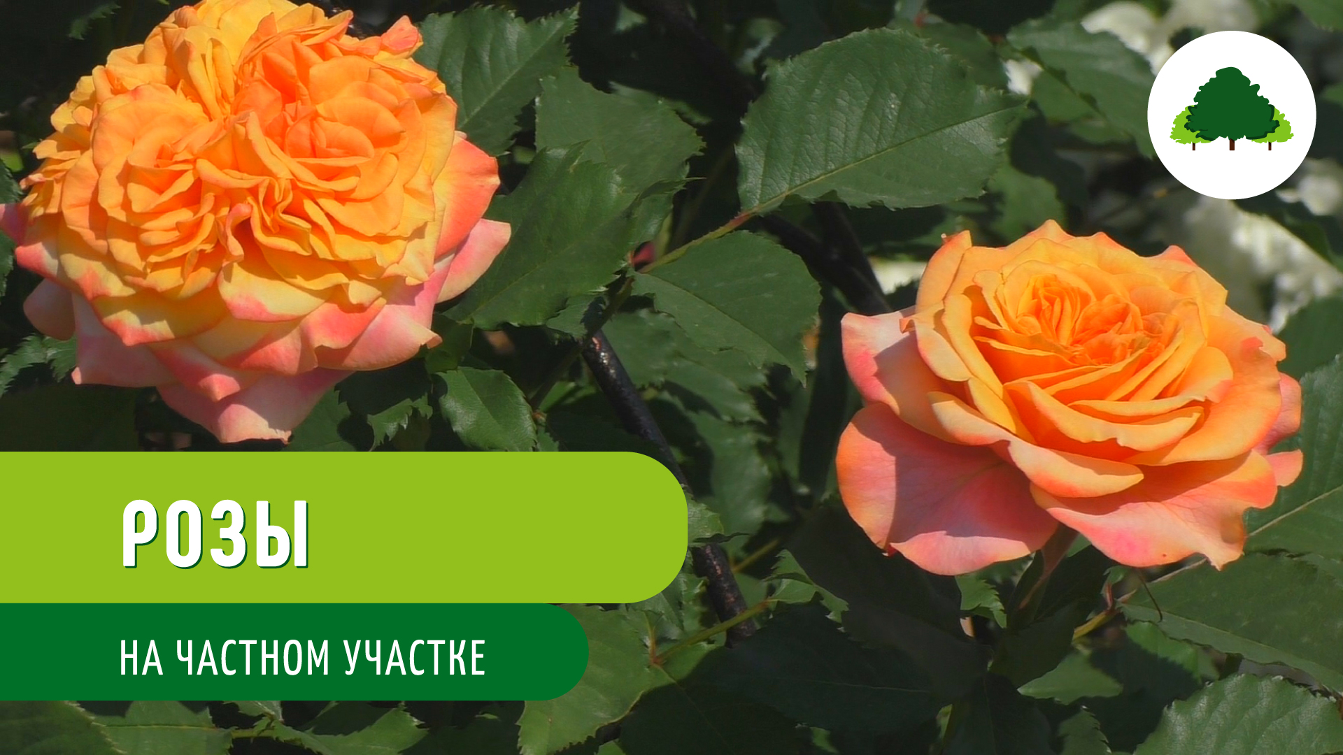 Розы на частном участке смотреть онлайн
