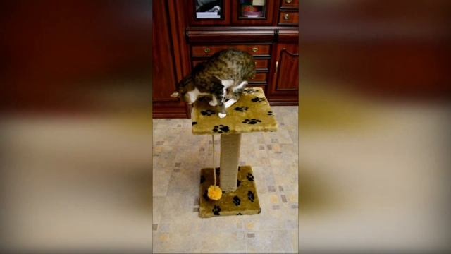 Когтеточка своими руками, джутовая когтеточка из искусственного меха.