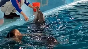 Лазаревское,дельфинарий Колизей,плавание с дельфинами,май2021г