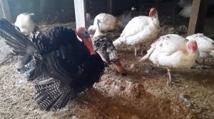 Звуки природы. Живая картина. Индюки и цесарки. Птице терапия. АСМР