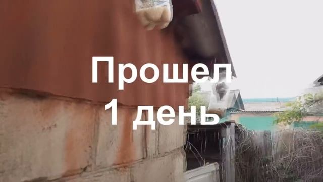 Выведение опарыша в домашних условиях для рыбалки. смотреть онлайн