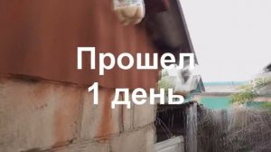 Выведение опарыша в домашних условиях для рыбалки.