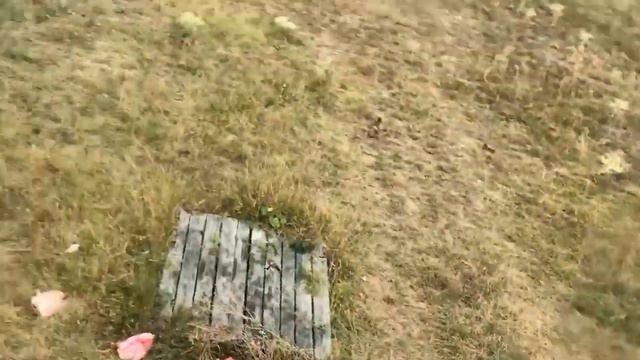 Утреннее кормление львов! смотреть онлайн