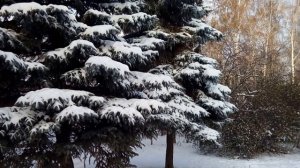 Зимний лес 1. Футаж с природой