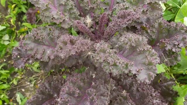 КАПУСТА листовая Тинторетто и Скарлет-как её кушать? смотреть онлайн