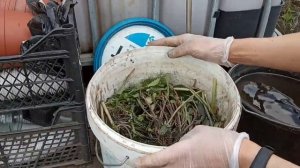 Травяной настой для подкормки растений.