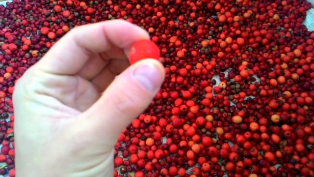 Боярышник не для лохов смотреть онлайн