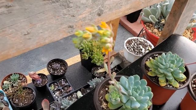 Más de 20 SUCULENTAS HERMOSAS | PARTE 2 | RESCATE de más de 20 suculentas | Nombres, tips y más🪴 😉👌 смотреть онлайн