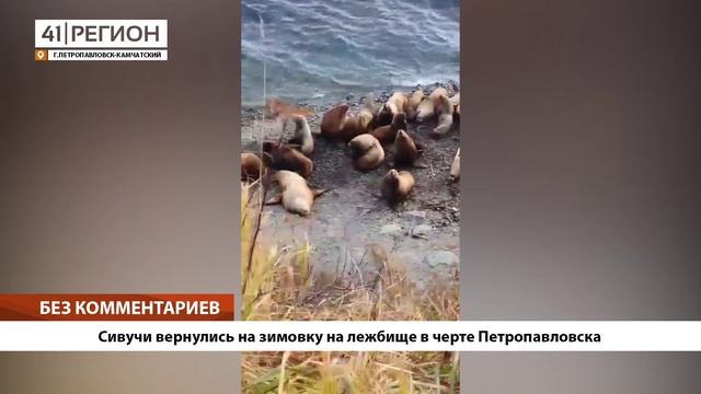 •БЕЗ КОММЕНТАРИЕВ: Сивучи вернулись на зимовку на лежбище в черте Петропавловска•