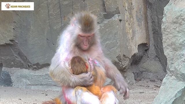 Under The Dedicated Guidance Of The Mother Monkey, The Baby Monkey Walks Properly
