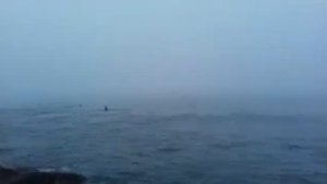 касатки и рыбаки  у берега