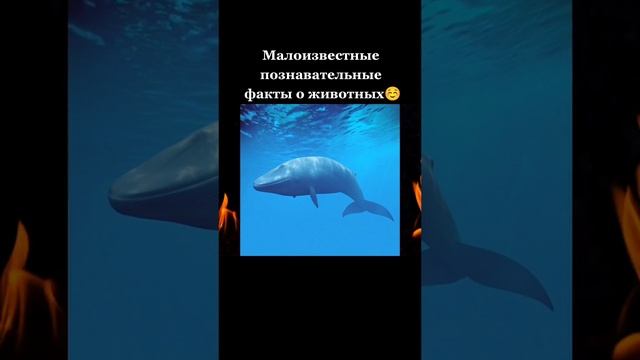 Факты про животных