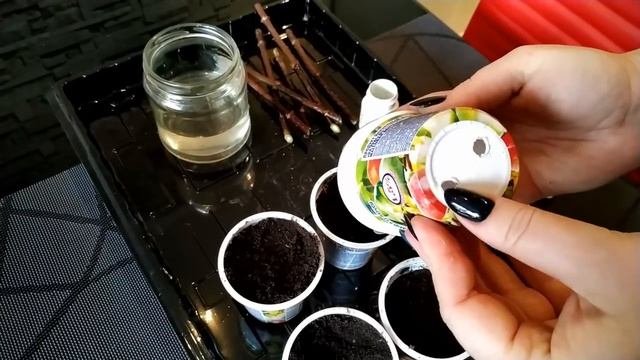 Укоренение черенков метельчатой гортензии. Часть 1