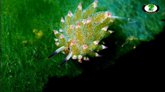 Морская овечка: существо или всё же растение? смотреть онлайн