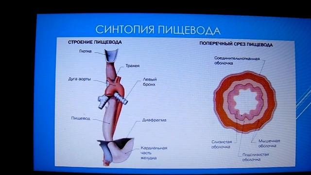 ФУНКЦИОНАЛЬНАЯ АНАТОМИЯ ПИЩЕВОДА