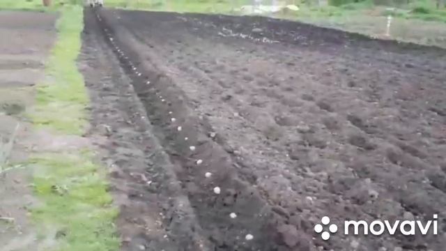 Посадка картофеля под плуг!!! Мотоблок мотор сич.18.05.21г. смотреть онлайн