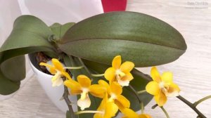 Phalaenopsis Yellow Chocolate? орхидея фаленопсис Желтый шоколад