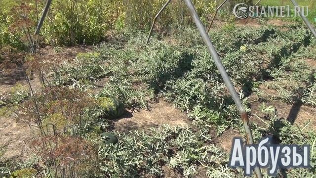 Урожаи на плодородной почве смотреть онлайн