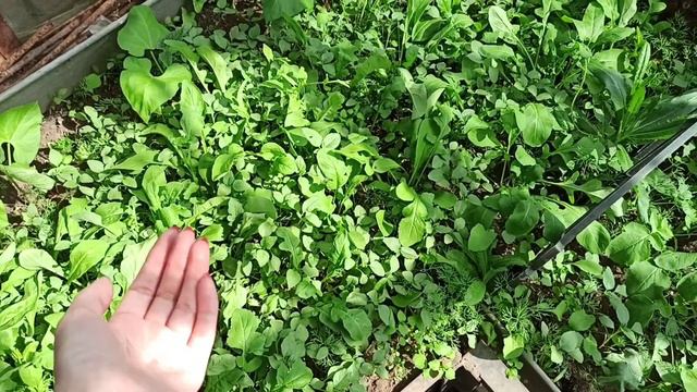 ДАЧНЫЙ ВЛОГ 💚 НАВОДИМ ПОРЯДОК В ТЕПЛИЦЕ🌿