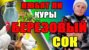 Любят ли куры БЕРЕЗОВЫЙ сок.