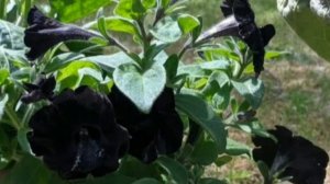 पिटूनिया के काले फूल/ Black Petunia/Black Beauty for Winter Garden/Titbits of Life.18 September 202