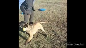 ?  БАЗОВЫЙ КУРС ПО ПОСЛУШАНИЮ ?  щенок малинуа 4 месяца