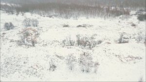 Охота на лося. Зима 2018