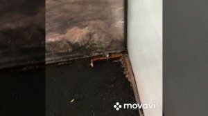 Подготовка теплицы и посадка смородины и яблони .