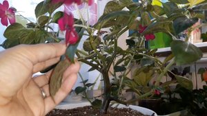 ПОШАГОВАЯ ИНСТРУКЦИЯ  ПО  УКОРЕНЕНИЯ  БАЛЬЗАМИНОВ