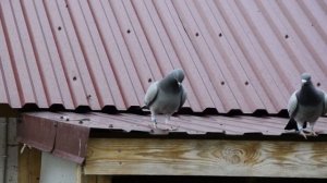 ВСЁ КОГДА ТО В ПЕРВЫЙ РАЗ. Первые полёты засидевшихся молодых голубей 2022 года.