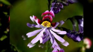 Fleur schizanthus LB