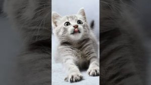 мяу мяу кис кис кис цап царап под лавку брысь ?