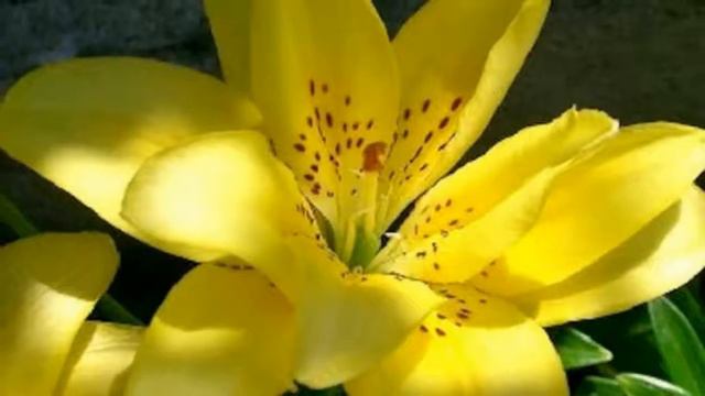 Santa Maria de la Mer смотреть онлайн