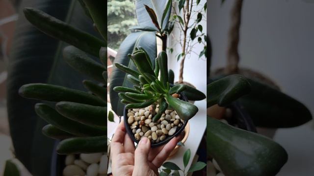 Крассула овата Коралл (Crassula ovata Coral). Денежное дерево.