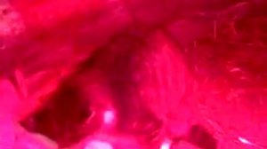 спаривание кота с поросятами