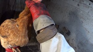 Курочка стонет как человек!