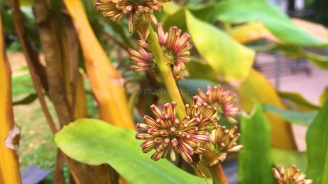 CÔ VỢ 100 TỶ Tập 7 - Nghe Truyện Hay Quá Quên Cả Nấu Cơm: Kể chuyện ngôn tình mới 2024