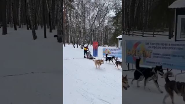 Бездомные наши ребята мечтают о спортсменах хозяевах🥹2 и 3 место наши упряжки сегодня❤️