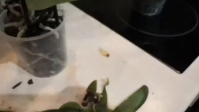 Купила замороженные #фаленопсисы в Леруа Мерлен! Часть 2. Определяю степень тяжести повреждений. смотреть онлайн