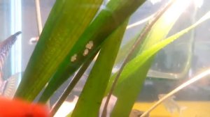 Рыбы отложили яйца