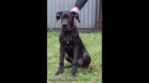 Great Dane puppies for sale .  Продаются щенки немецкого дога .