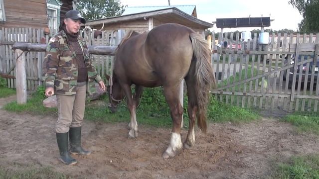 На что смотреть при покупке лошади. смотреть онлайн