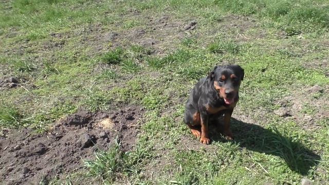 Щенок ВЕО 2 месяца не слушается команд. Разбор ошибок смотреть онлайн