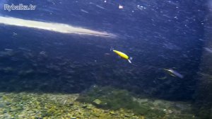 Воблер Jackall Squad Minnow (Сквад минноу). Подводная съемка. Underwater