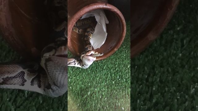 Кормление королевского питона строго 18+! смотреть онлайн