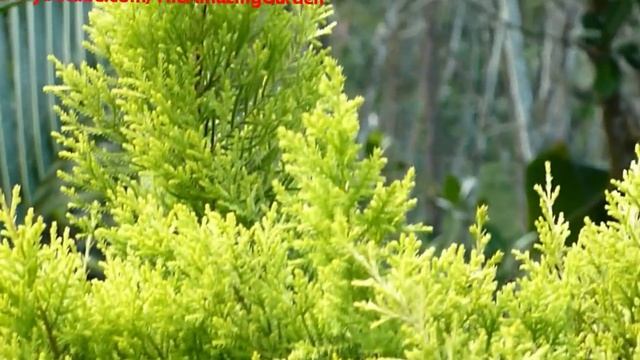 Golden Cypress-- Gold Rider Leyland Cypress смотреть онлайн