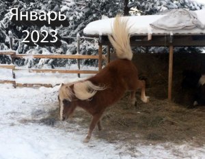 Январь. Как пони переживают морозы в -34?