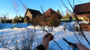 КАК обрезать молодую сливу! Весенняя обрезка. Сорт Стенли