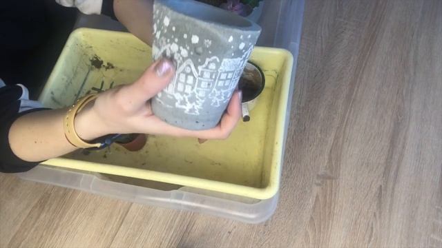 Новогодний комплимент своими руками. РИПСАЛИС Хоррида в бетонном горшке ручной работы.